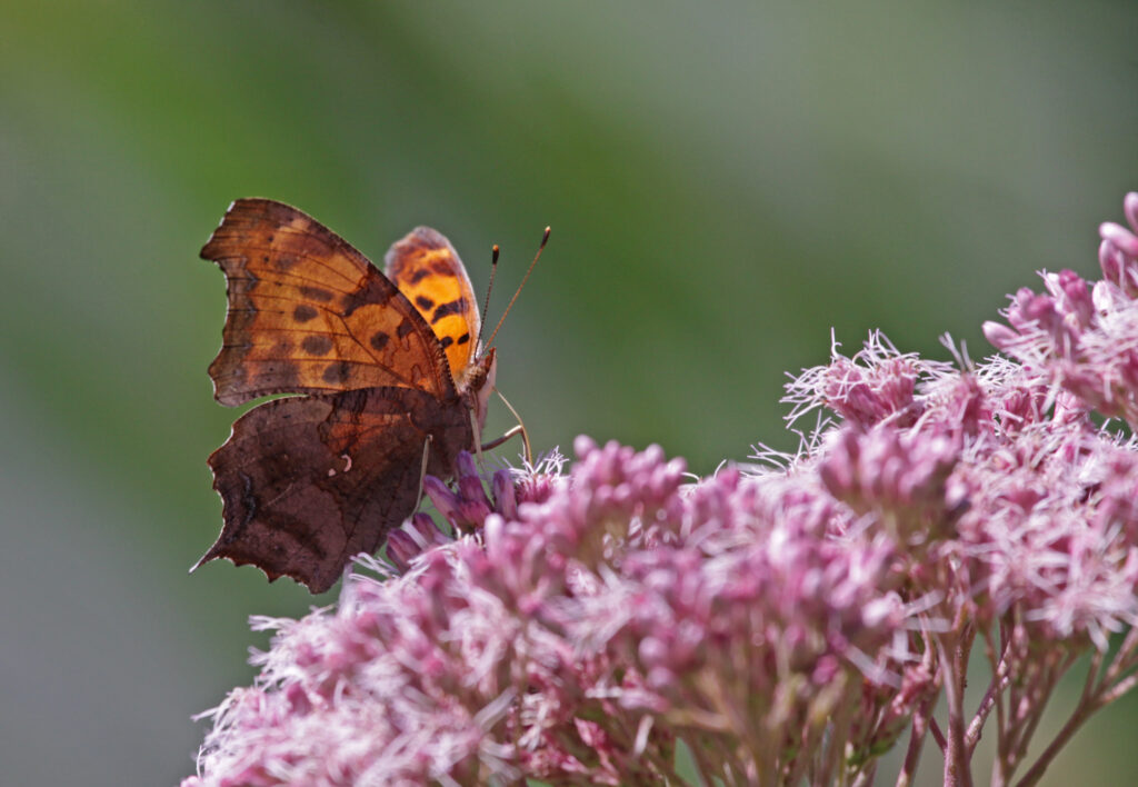 Question Mark butterfly lives in Florida