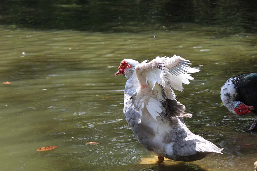 Molting duck stretching in the sun.