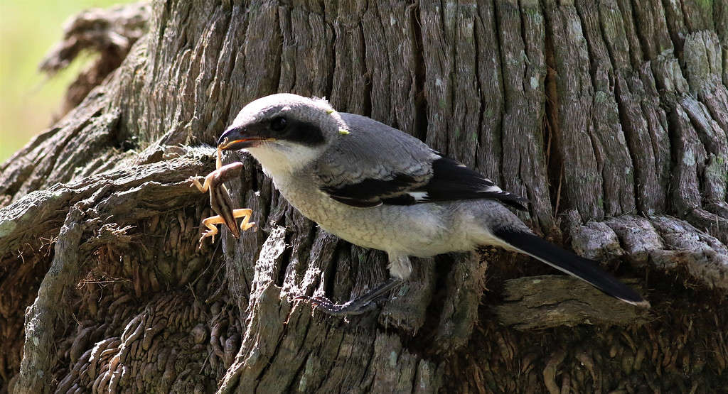 Loggerhead Shrike on a Tree with a Gecko