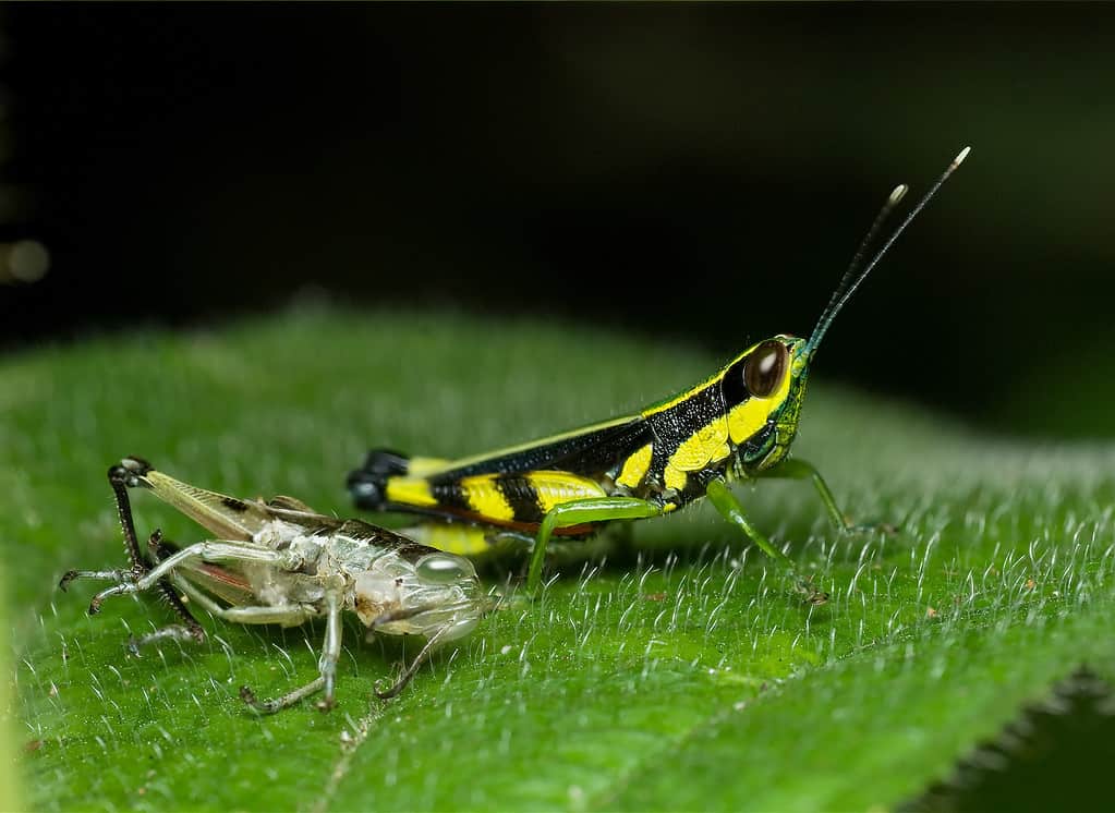 Recently molted grasshopper. The grasshopper is visible center frame facing right. The hopper is black and yellow with bright green legs . It discarded exoskeleton is left of center frame, positioned behind the freshly melted grasshopper on a green leaf with visible short hairs.