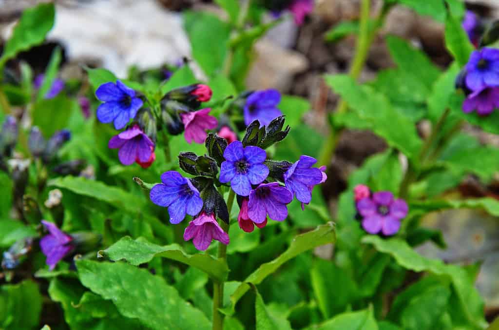 lungwort