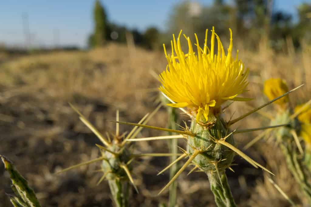 Yellow star thistle