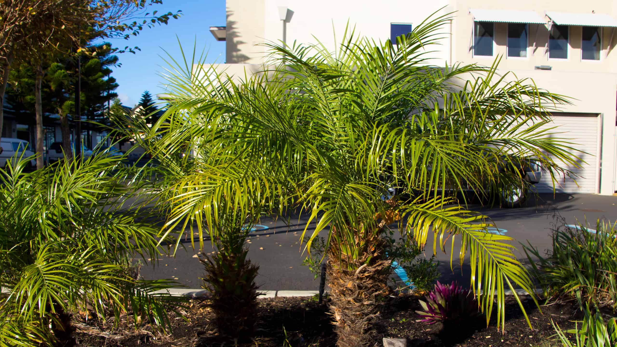Robellini Palm Tree or Phoenix roebelenii
