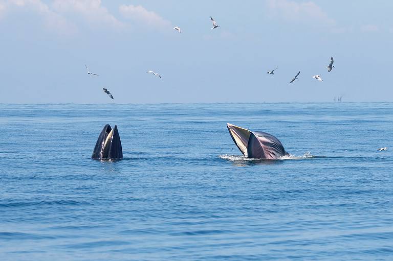 Balaenoptera edeni two big fish in the sea