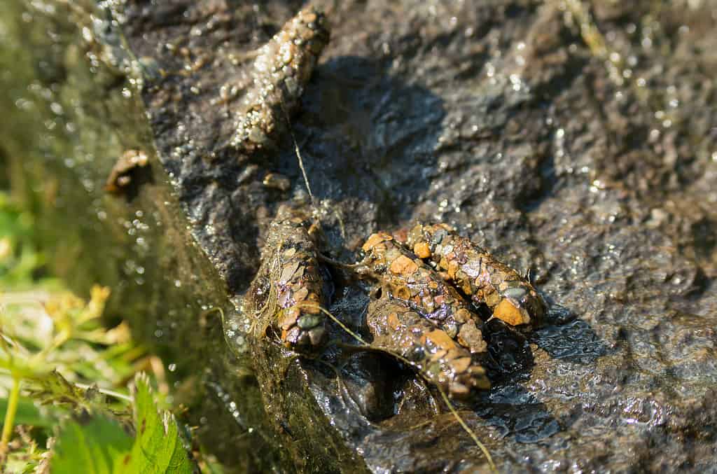 Four aggregate caddisfly cocoon are visible center frame on a rock. Three of the cocoon are adjacent, touching each other in a short row. One cocoon is separated from the others. The rock they are on acts as camouflage.