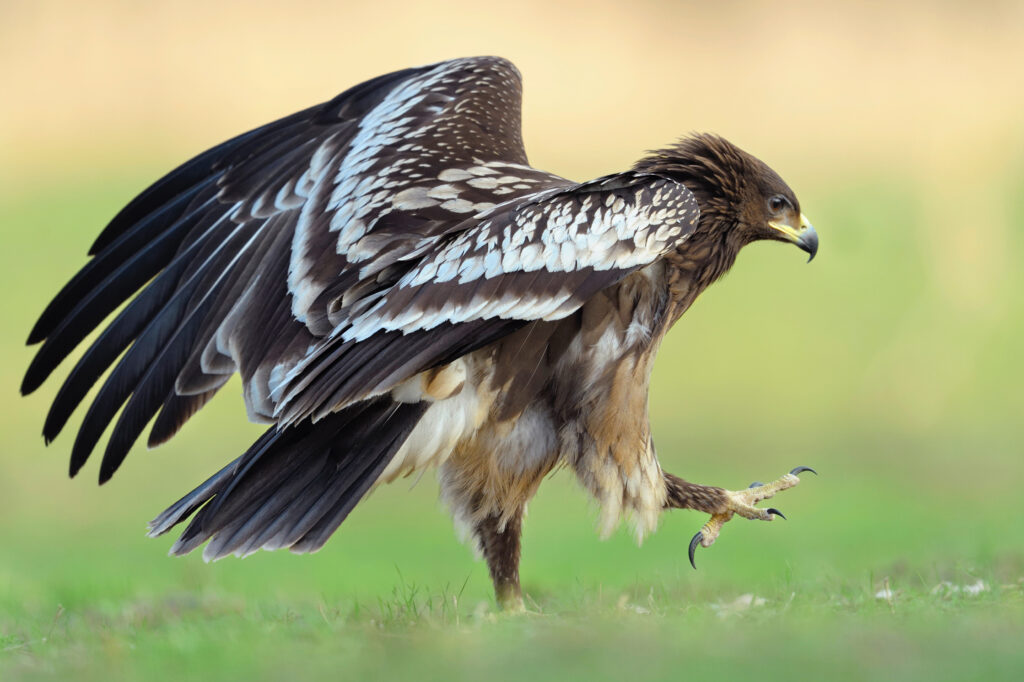 Portrait of Greater Spotted Eagle