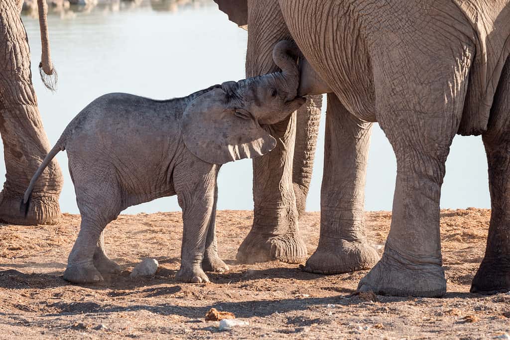 Elephant Calf or Baby Drinking Milk, Sucking from Mother Cow at Okaukuejo Waterhole, Etosha National Park, Namibia, Africa