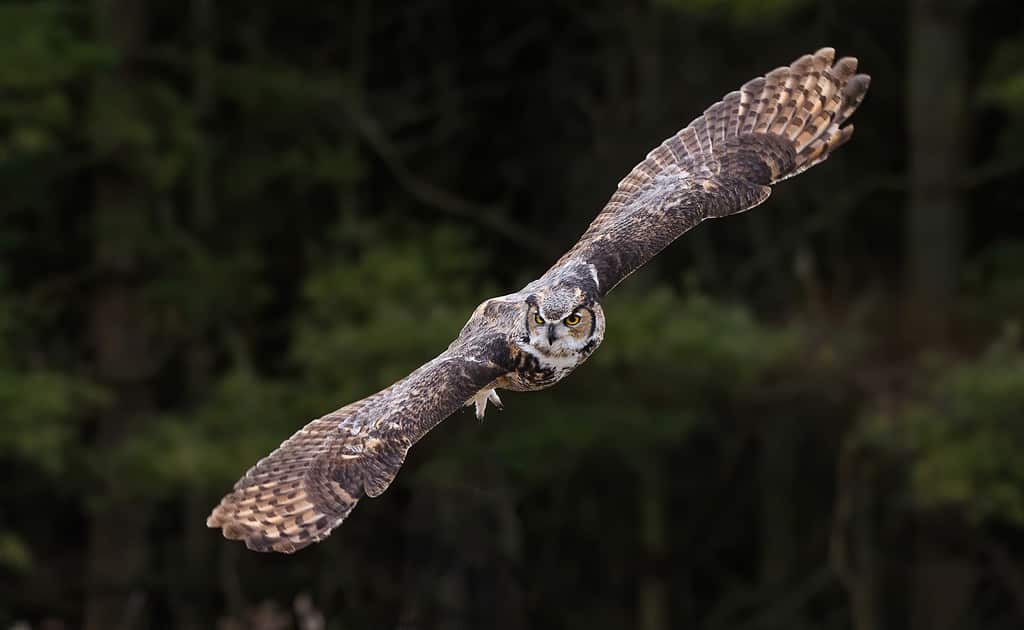 The flying great horned owl is in northern Ontario, canada