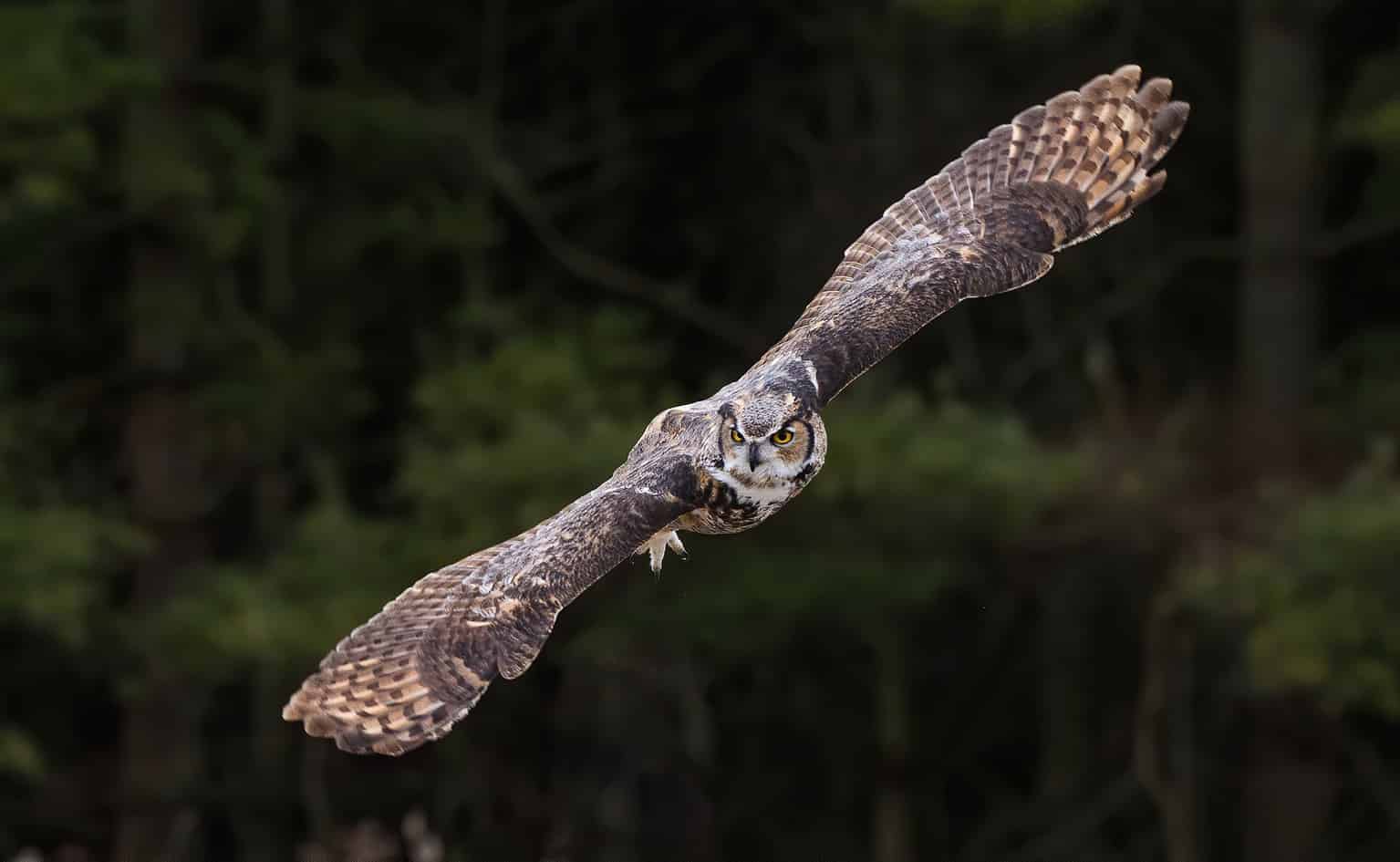 Discover the Largest Owl in Florida and Its 5Foot Wingspan AZ Animals