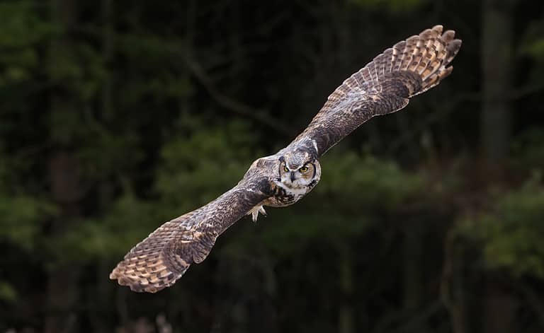 The flying great horned owl is in northern Ontario, canada