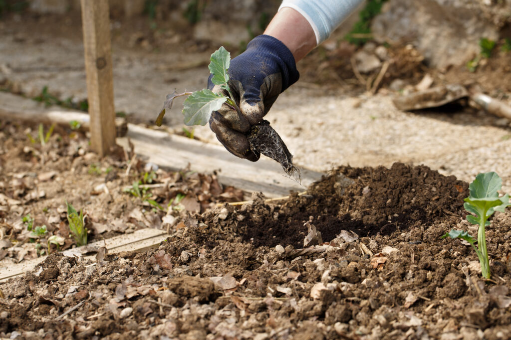 Gardener planting broccoli seedlings in freshly ploughed garden beds. Organic gardening, healthy food, nutrition and diet, self-supply and housework concept.