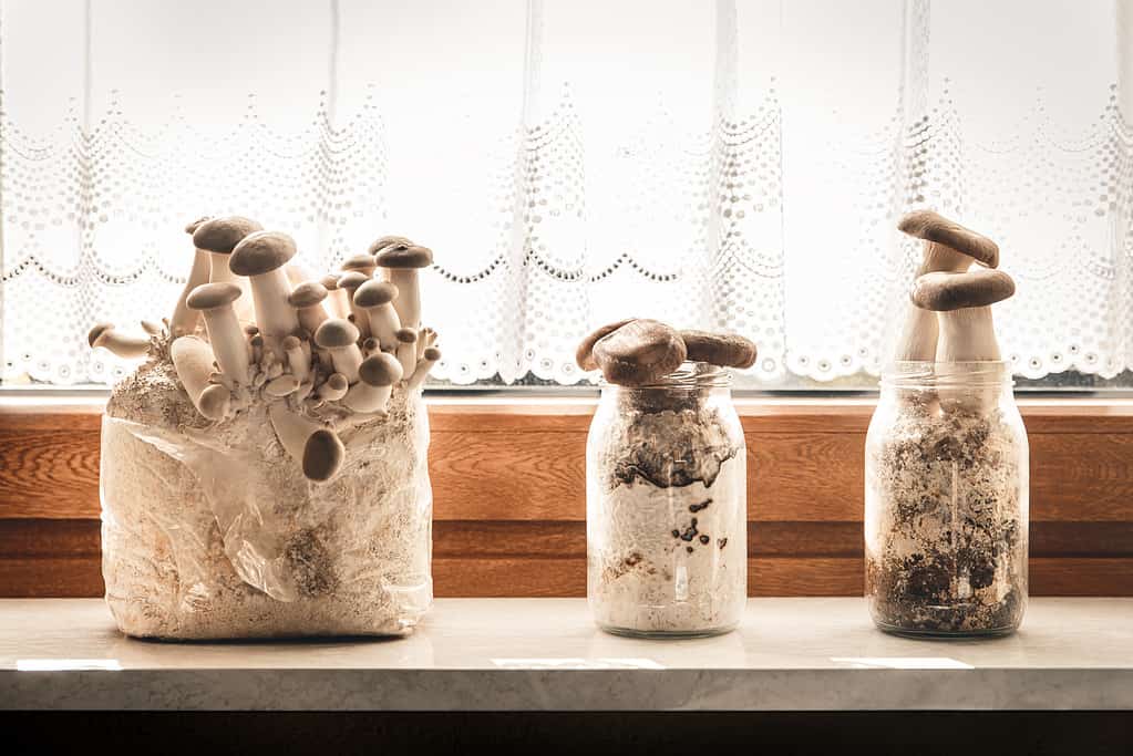 King oyster mushroom home grow