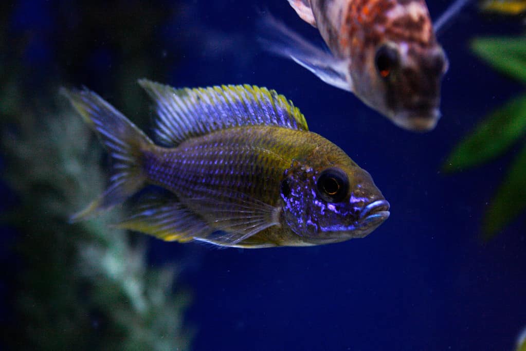 Peacock Cichlid