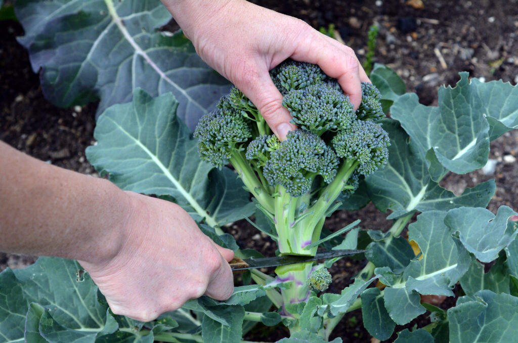 Person hands chopping fresh Broccoli plant in home garden. Healthy eating , sustainability, super food, growing vegetables, vegetarian, lifestyle. No people. Copy space