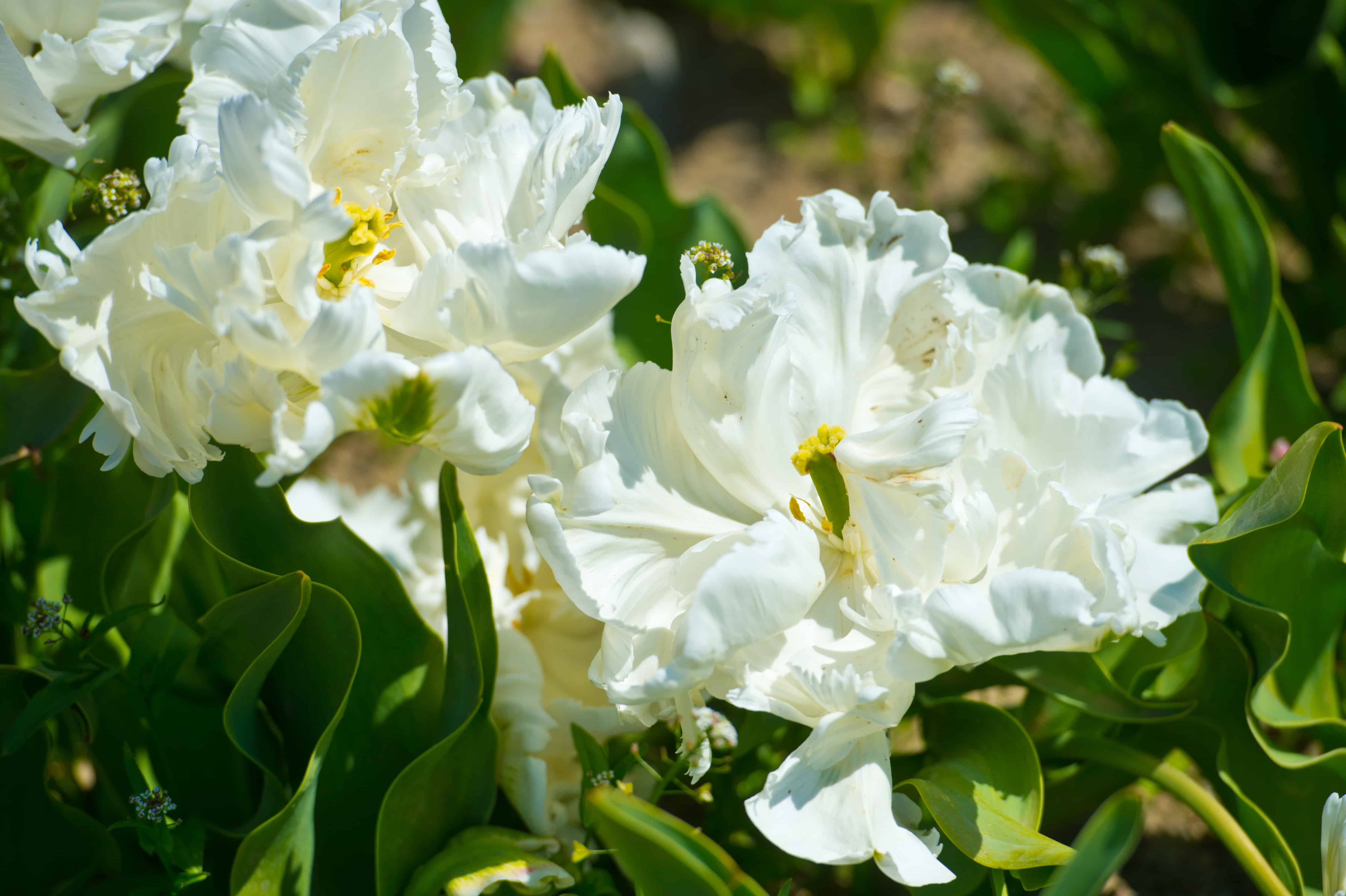 White Tulip Meaning, Symbolism, and Proper Occasions AZ Animals