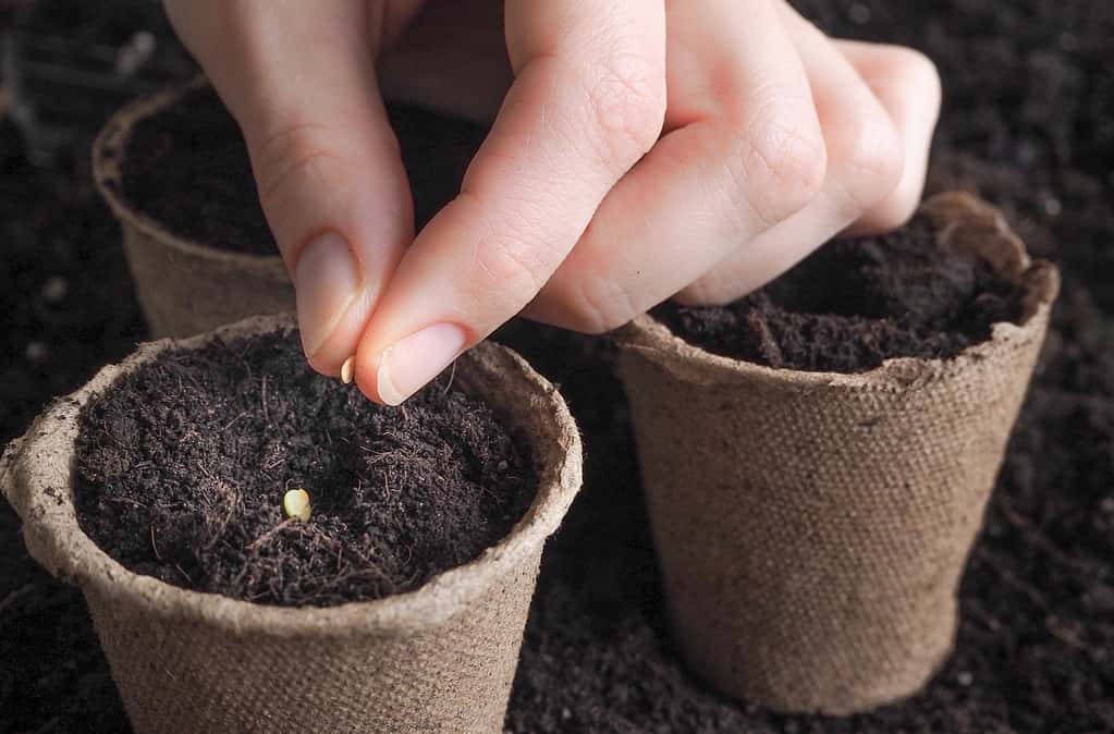 Planting seeds in the spring.The seeds in my hand against the soil.