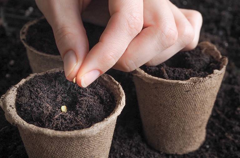 Planting seeds in the spring.The seeds in my hand against the soil.
