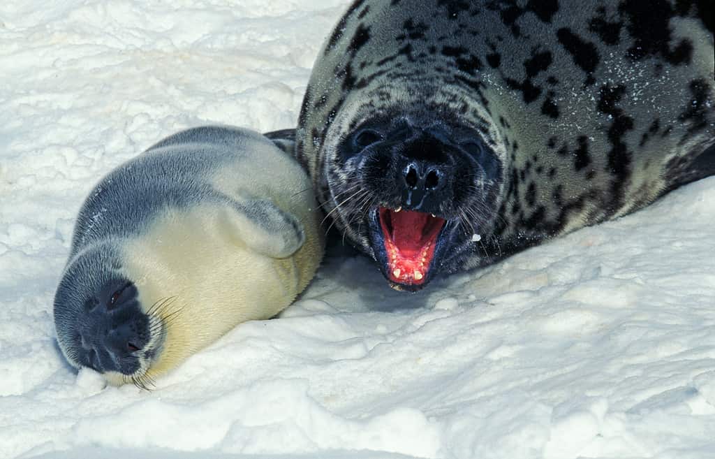 FEMALE AND BABY HOODED SEAL cystophora cristata ON ICE FIELD IN MAGDALENA ISLAND IN CANADA