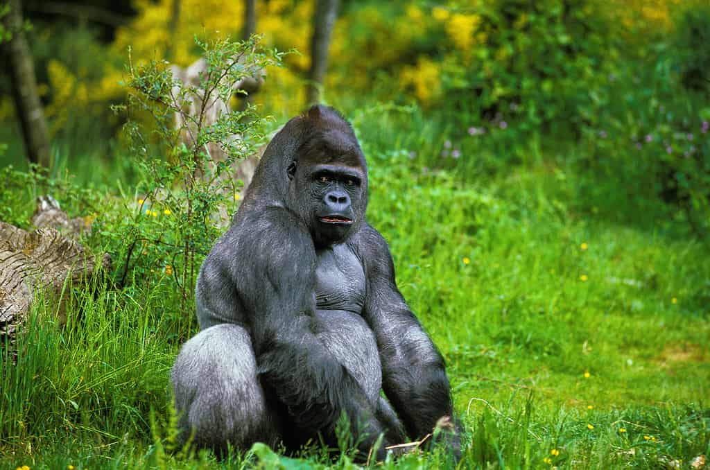 Eastern lowland gorilla