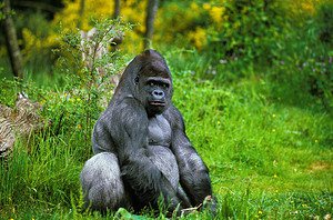 The 250 Most-Fitting and Clever Gorilla Names Picture