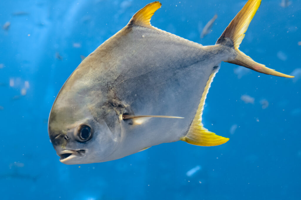 Trachinotus blochii or snubnose pompano