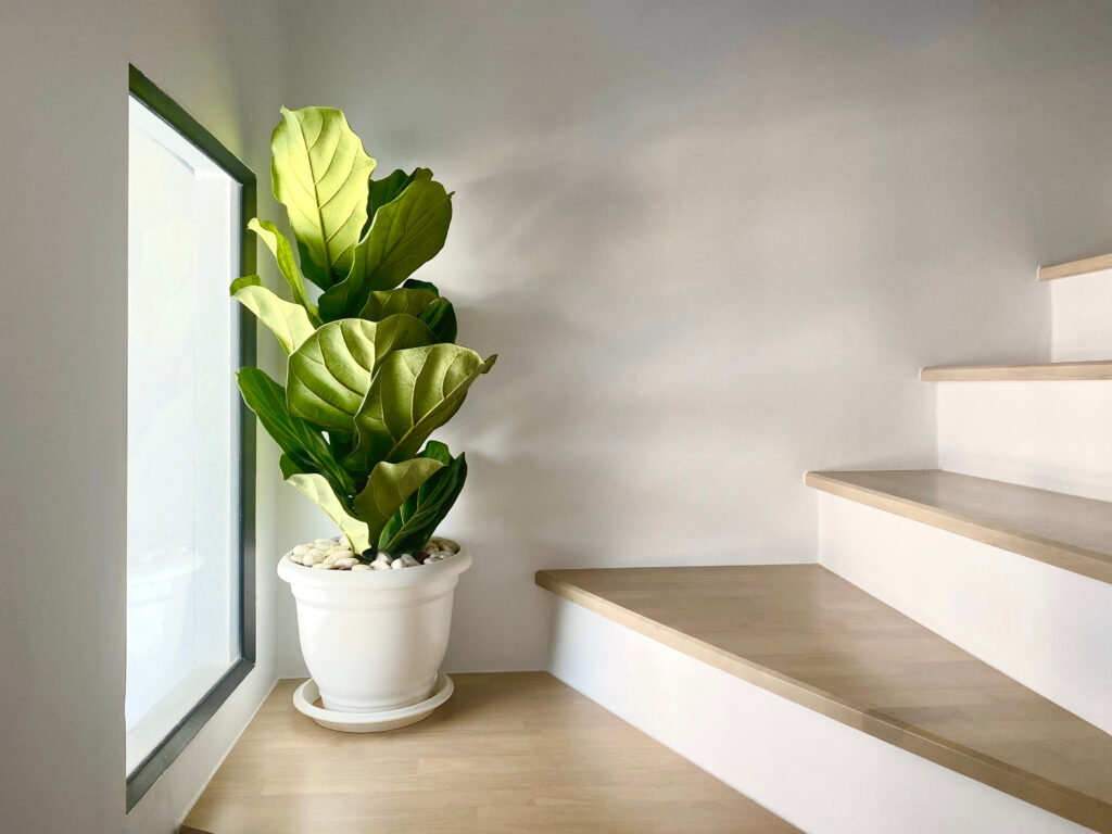 fiddle leaf fig tree in a white pot Placed on the corner of the steps Matches the window open in which the light penetrates - Ficus lyrata