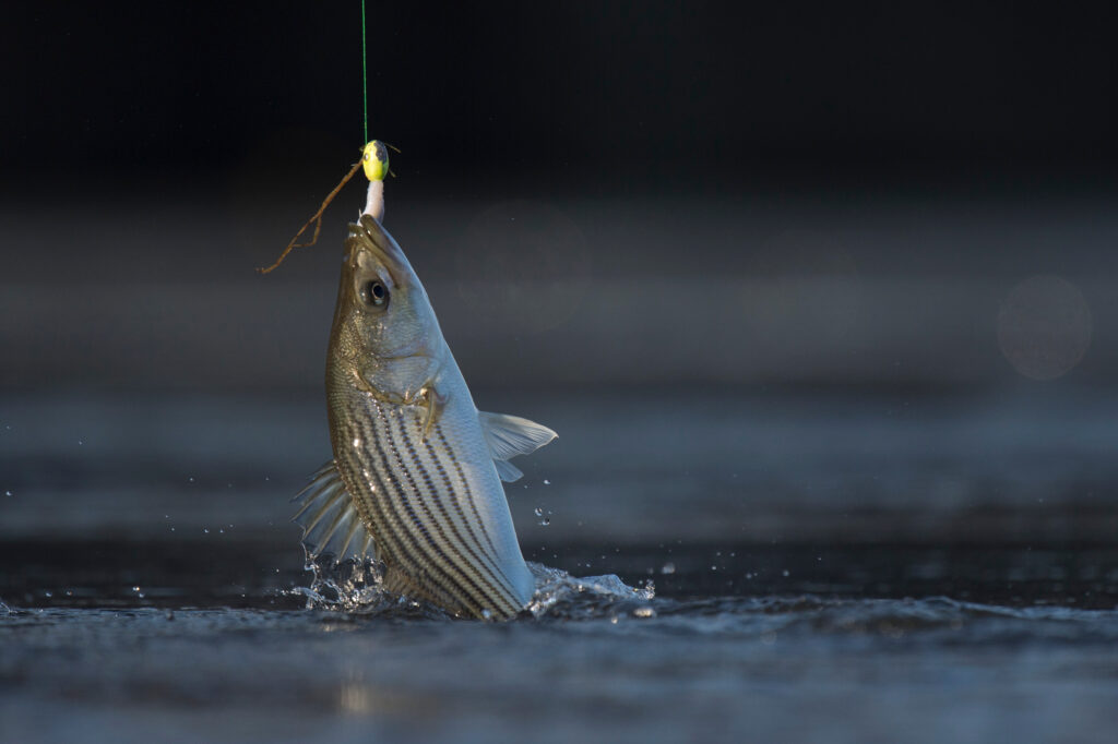 Striped bass is the official state fish of South Carolina.