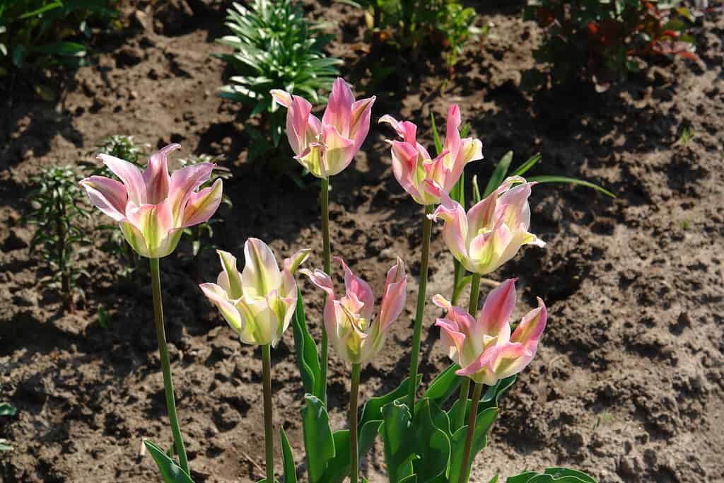 Florosa tulips