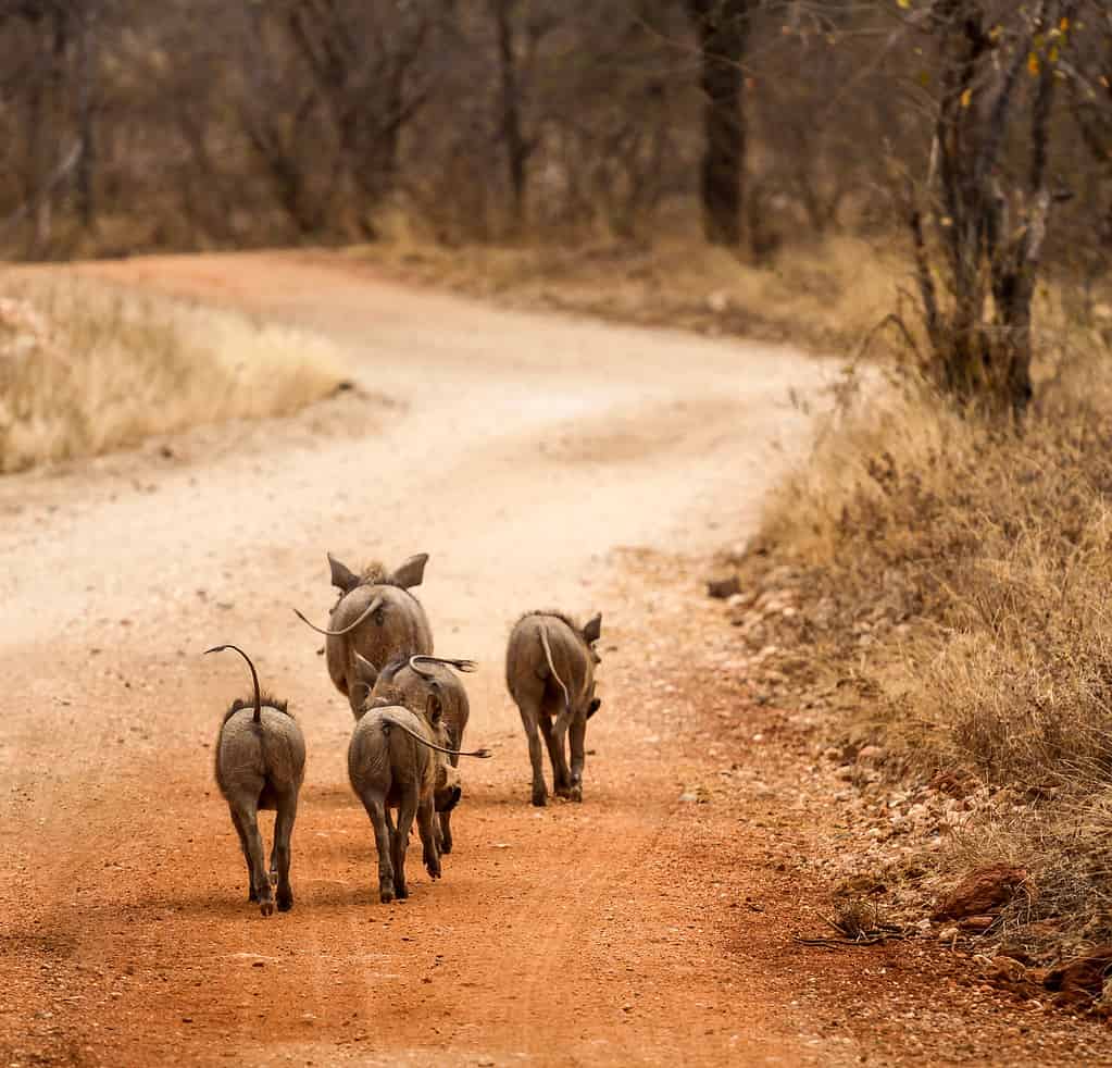 Warthog family in South Africa