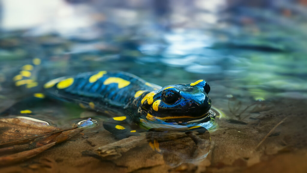 Beautiful lizard Fire salamander in water of a spring stream. An amphibian in a native habitat. Spring, the reproduction period at amphibia