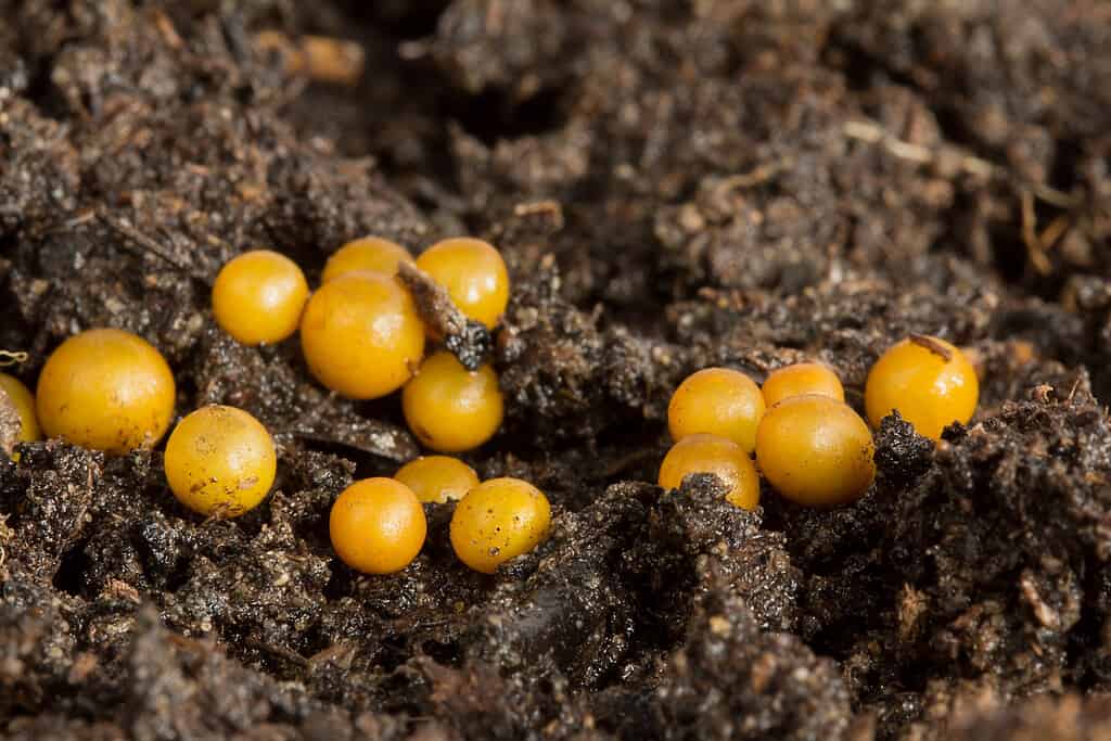 15 little round orangy/yellow spheres.arthworm cocoons on dirt surface