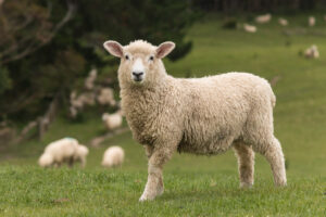 Discover the Significance and Symbolism of Sheep in the Bible Picture