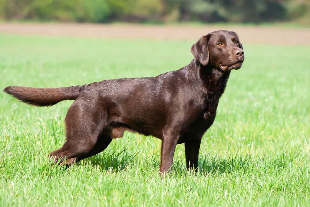 lab puppy growth stages