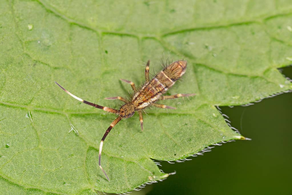 Orchesella flavescens is a species of slender springtail in the family Entomobryidae. Slender springtail, Orchesella flavescens on green leaf