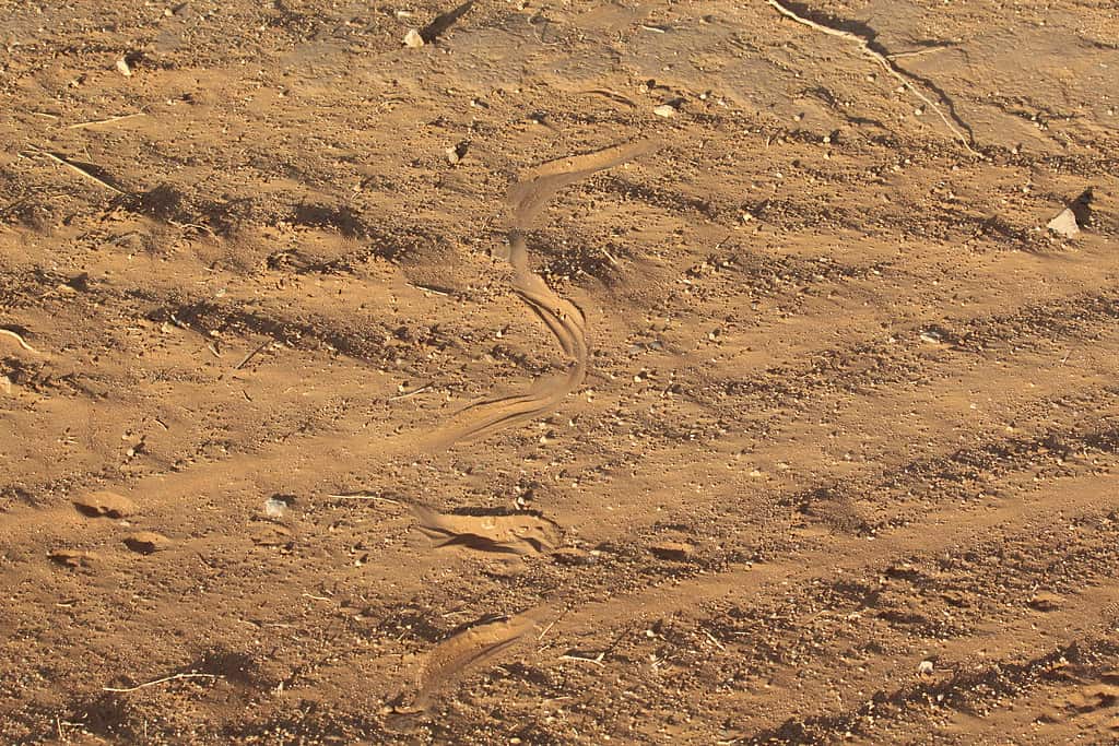 Lateral undulation snake tracks through the sand