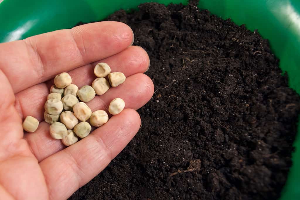 pea seeds on hand before planting in soil, in green pot, closeup