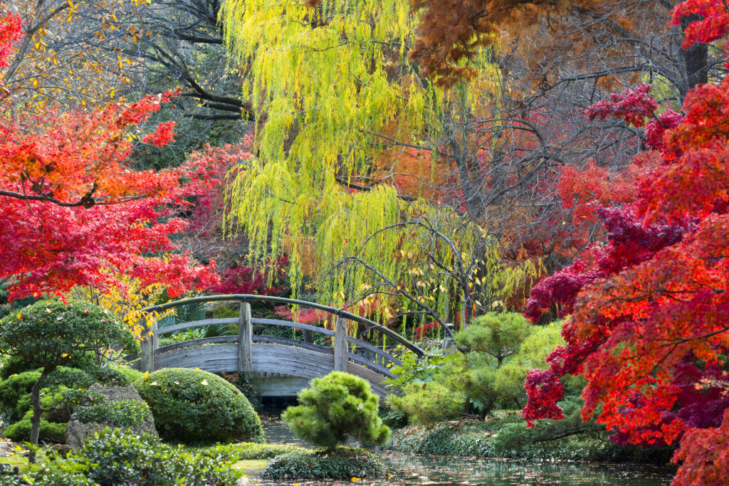 Arched wooden bridge accented by Texas fall colors