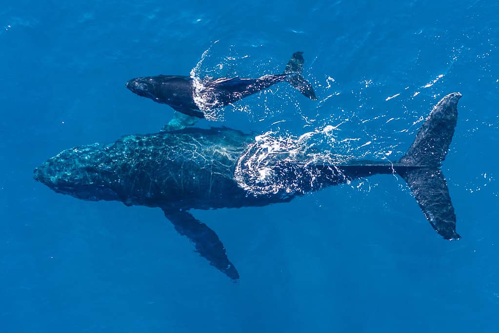 Mother whale and her calf splash in the warm Pacific waters as two dolphins join in on then fun.