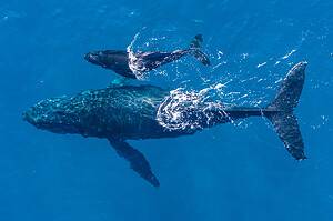 How Do Humpback Whales Communicate With Each Other? Picture
