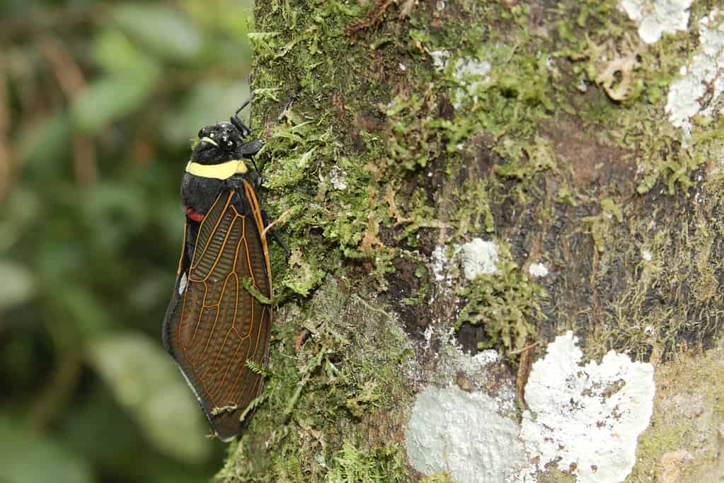 Emperor Cicada (Tacua speciosa)