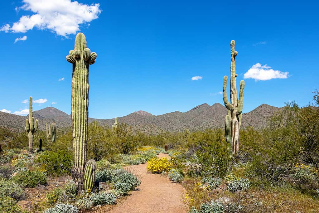 Desert Dogs (Coyote and Foxes) - Saguaro National Park (U.S.