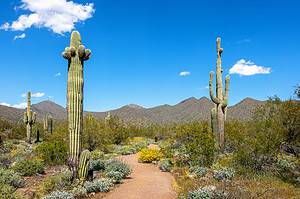 Discover the 4 Largest City Parks in Arizona Picture