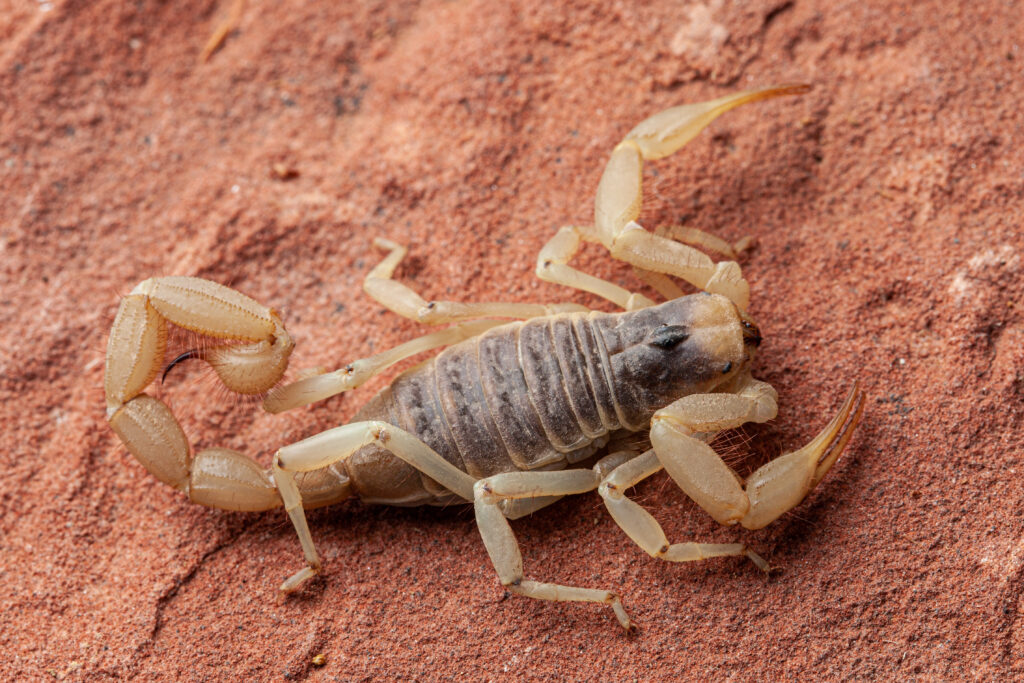 hadrurus arizonensis, arizona scorpion, venomous toxin on red rock