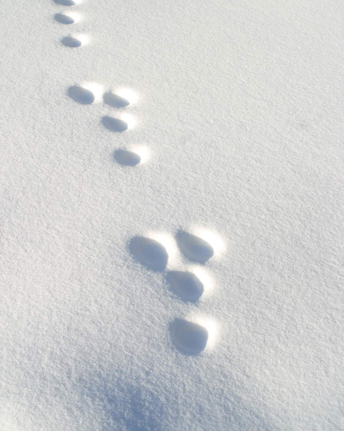 Rabbit and Bunny Tracks: Identification Guide for Snow, Mud, and More ...