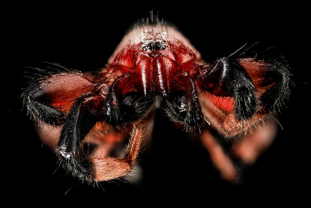 Ground Spider, or Sergiolus capulatus - Black Spiders in Alabama