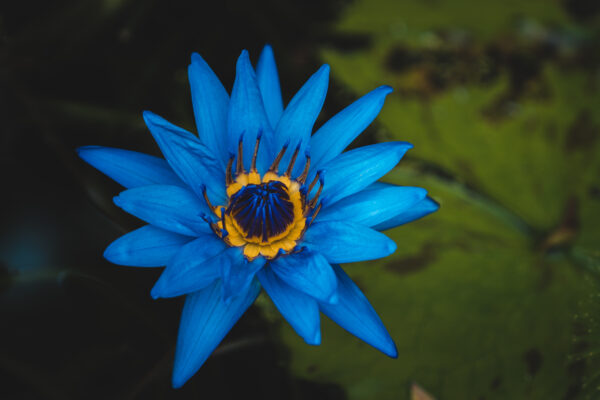 Water Lily Meaning Symbolism And Proper Occasions A Z Animals   Shutterstock 1675372912 600x400 