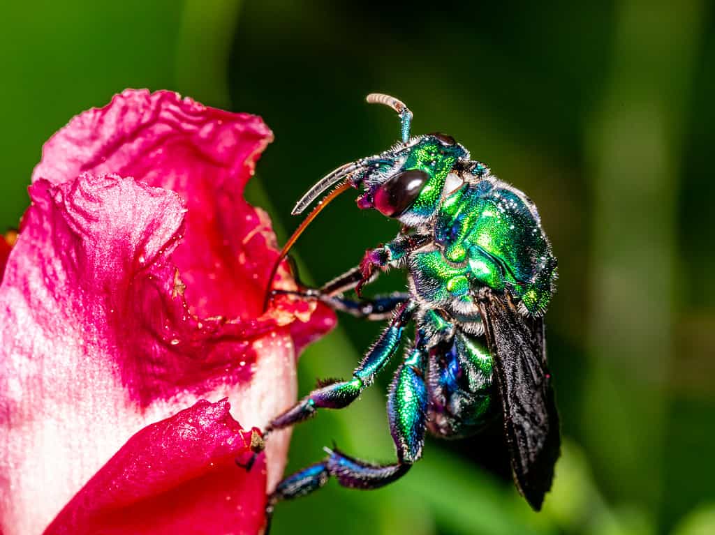 Colorful orchid bee or Exaerete on a red tropical flower. Amazing Brazil fauna. Euglossini family