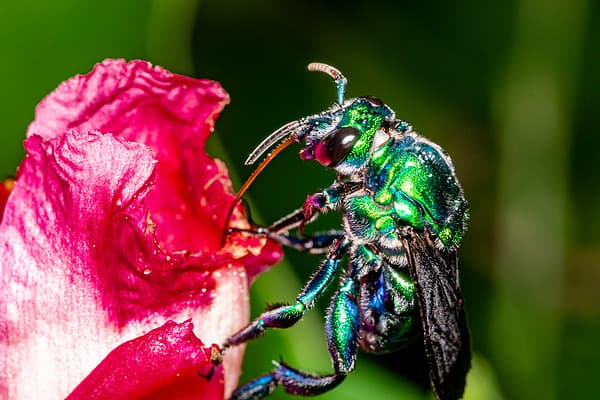 Green orchid bees migrated to the U.S. from Central America. 