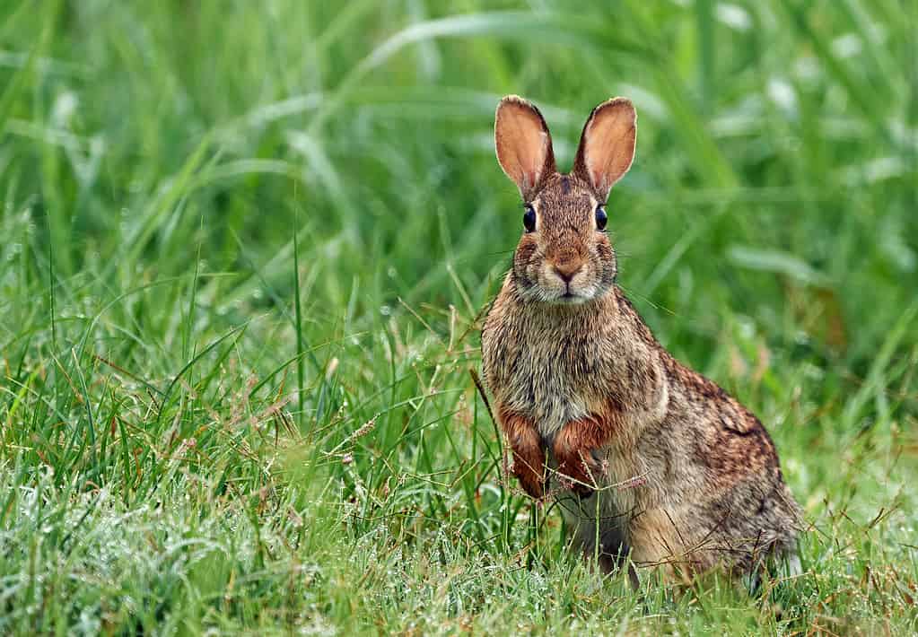 Eastern Cottontail Rabbit in Grass