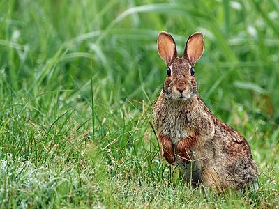 A Eastern Cottontail